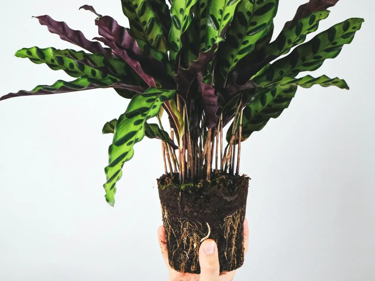 Calathea Rattlesnake z odsłoniętymi korzeniami, gotowa do przesadzenia. Dowiedz się, jak dbać o tę piękną roślinę.
