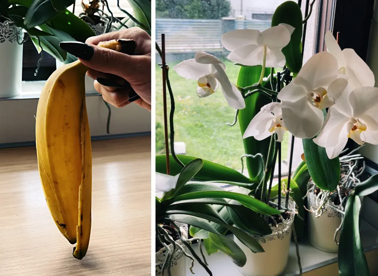 Domowy nawóz z bananów do jakich roślin? Skórka banana jako naturalny nawóz dla kwitnących storczyków.