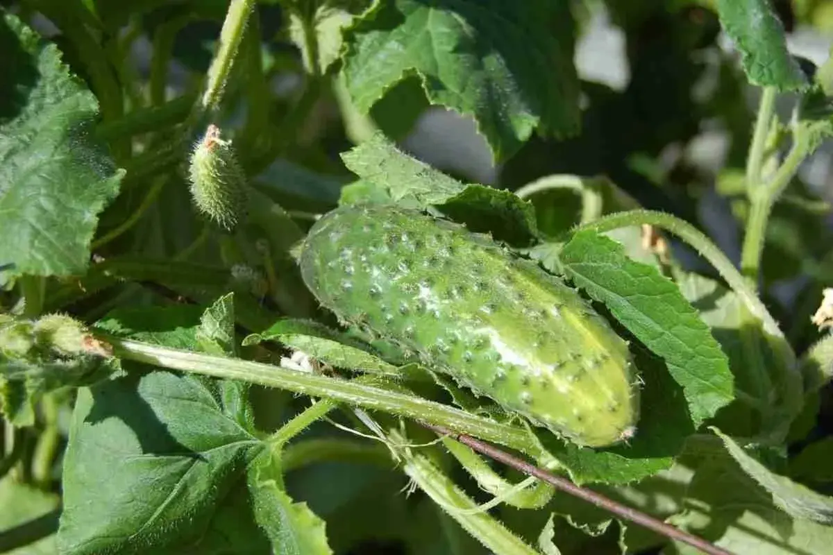 Un cetriolo acerbo su un ramo verde, pronto per essere raccolto. Il momento ideale per la raccolta è quando piantare i cetrioli.
