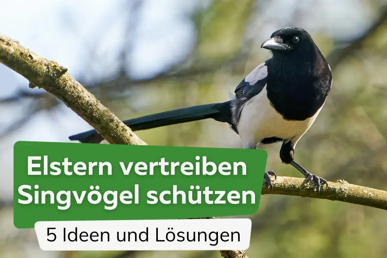 Elstern vertreiben, Singvögel schützen: Ein Bild zeigt, wie Elstern Spatzen bedrohen könnten. Hier gibt es 5 Ideen und Lösungen.
