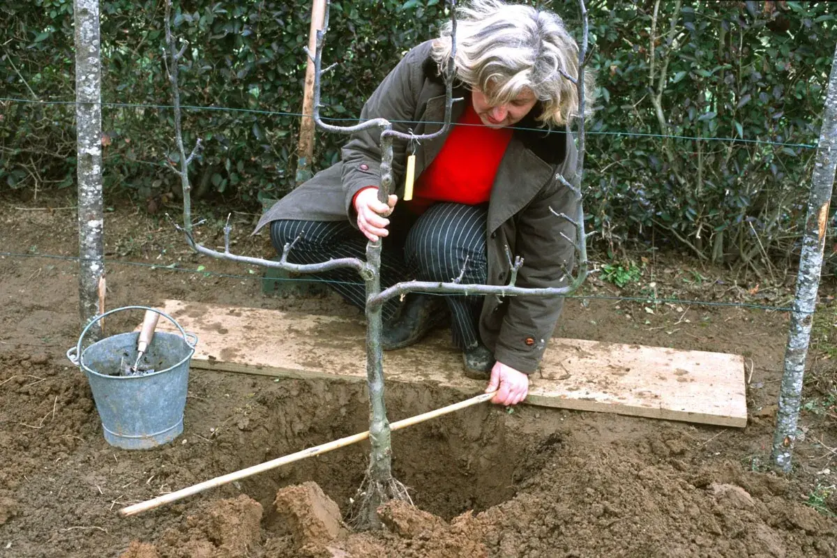 Une femme s'accroupit pour planter un arbre fruitier adulte. Une brouette et une pelle sont à proximité.