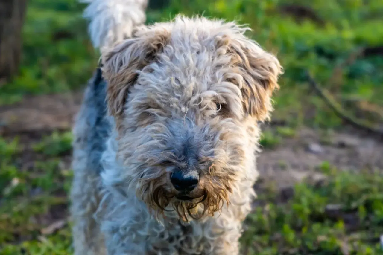 Wesoły fox terrier z kudłatą sierścią, z nosem lekko ubrudzonym ziemią, stoi na trawie.