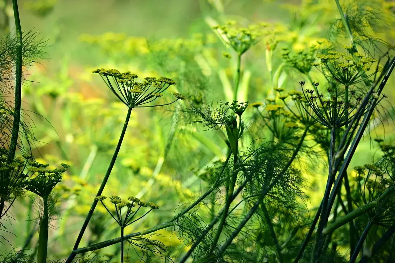 Fiori delicati e filiformi di una pianta anice si stagliano su uno sfondo verde sfocato, evocando un senso di freschezza e natura.
