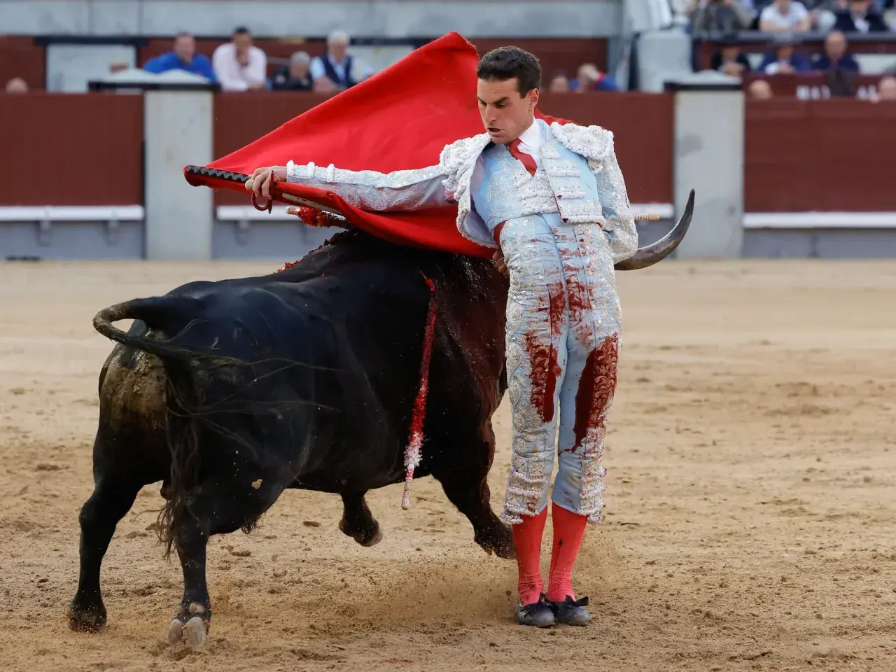 Un torero con traje de luces azul y rojo, manchado de sangre, se enfrenta a un toro negro en la plaza de toros de la ganadería San Isidro.
