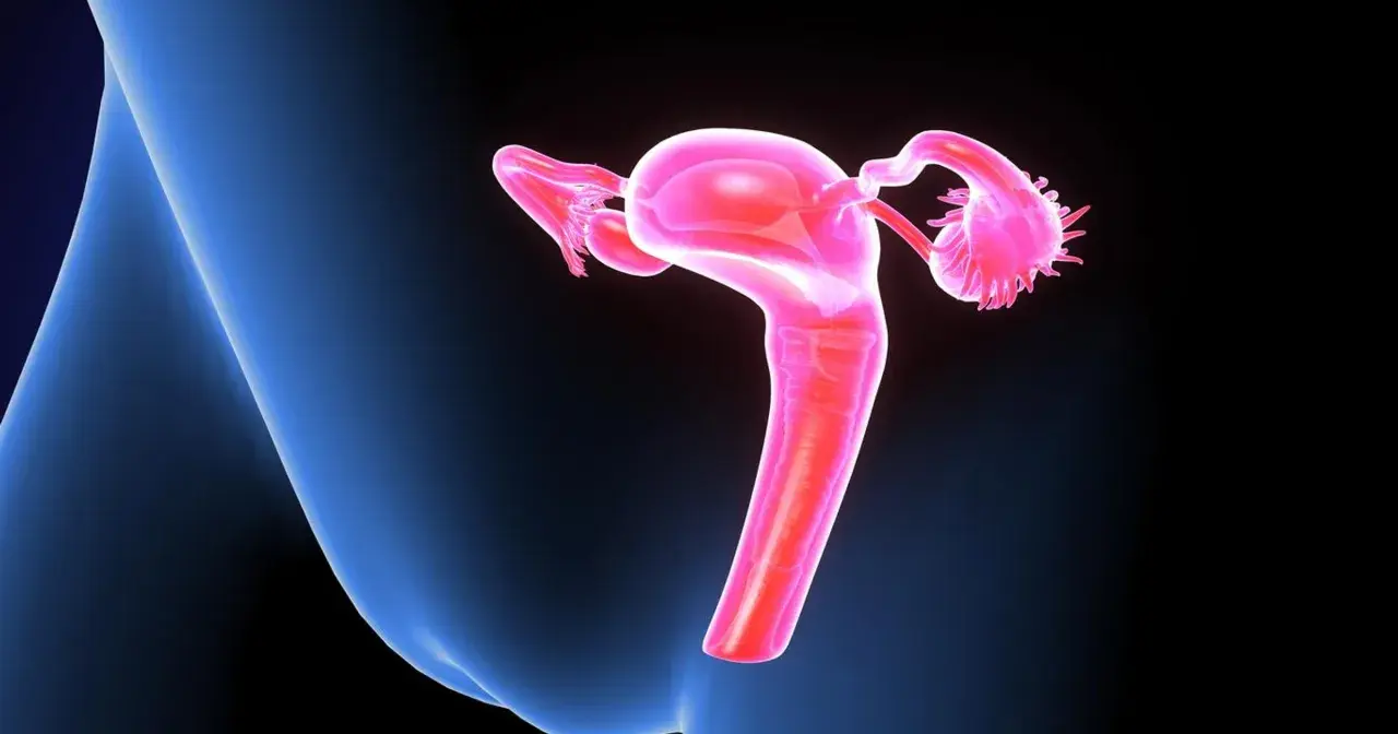 Anatomia kobiecych narządów rodnych. Kolposkopia co to? Badanie pozwala ocenić szyjkę macicy.