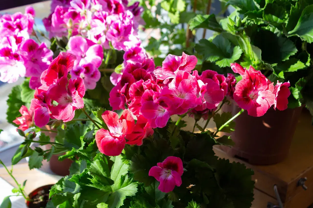 Färgglada pelargoner i full blom, redo för vattning.
