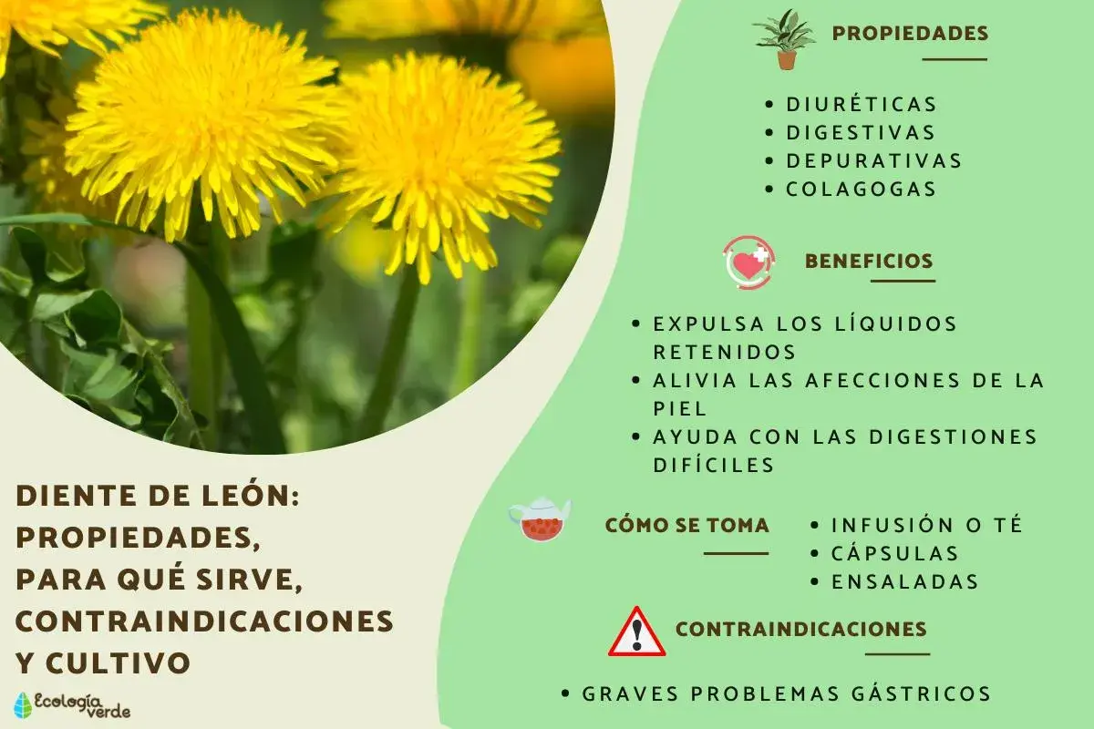 El diente de león, una flor amarilla vibrante, se muestra con sus propiedades y beneficios para la salud, como ser diurético y digestivo.