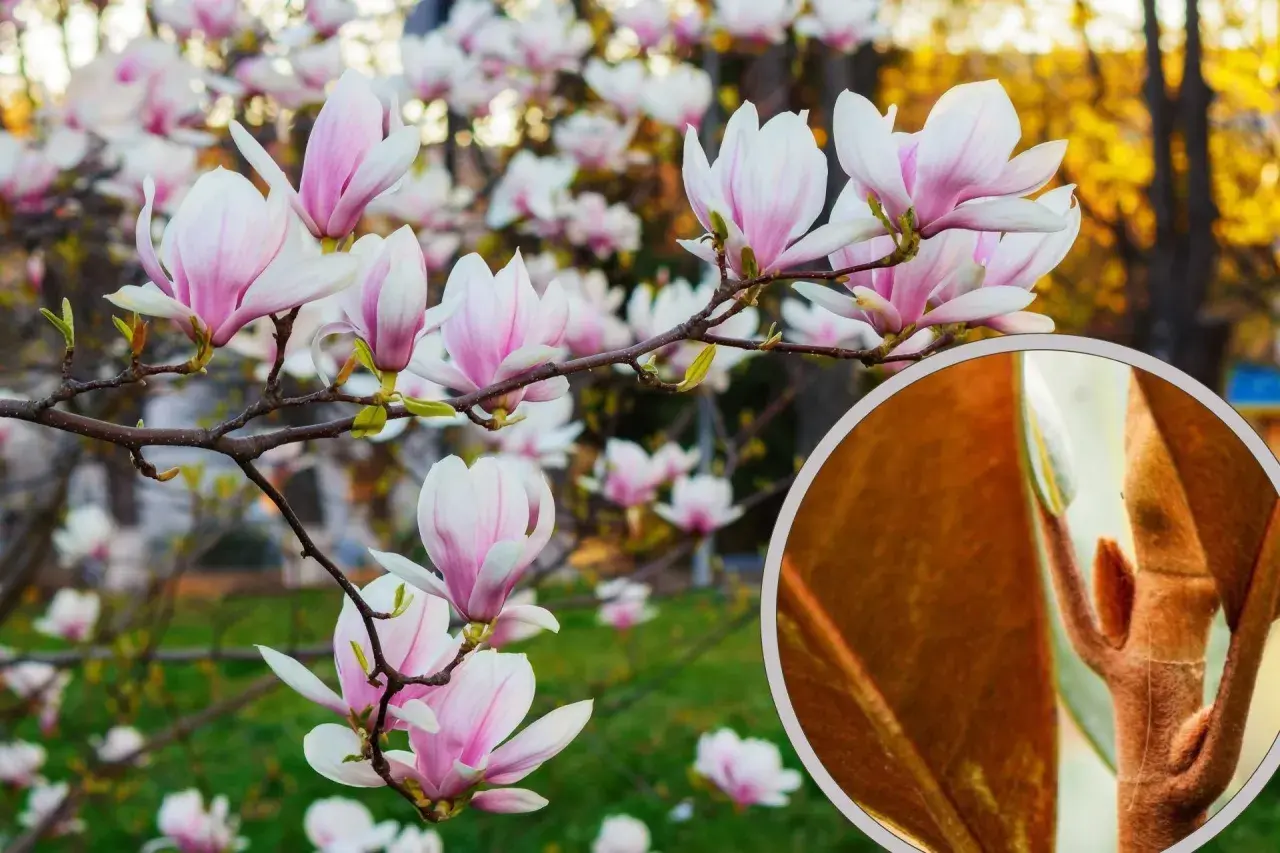 Kwiaty magnolii w pełnym rozkwicie. W powiększeniu widoczny pąk, który może być oznaką chorób magnolii, jeśli nie rozwija się prawidłowo.