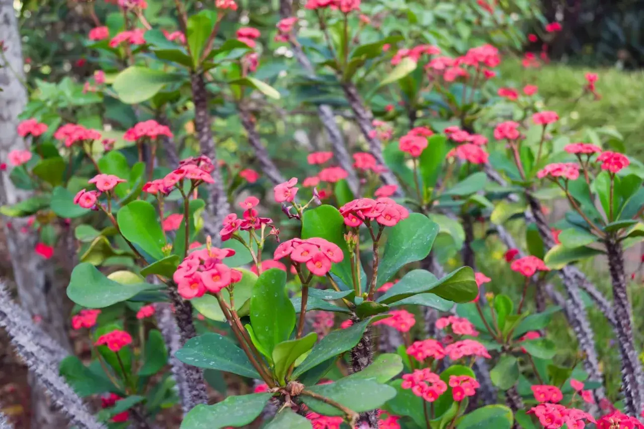 Fiori rosa vivaci su rami spinosi di spina di cristo velenosa, un contrasto affascinante tra bellezza e pericolo.