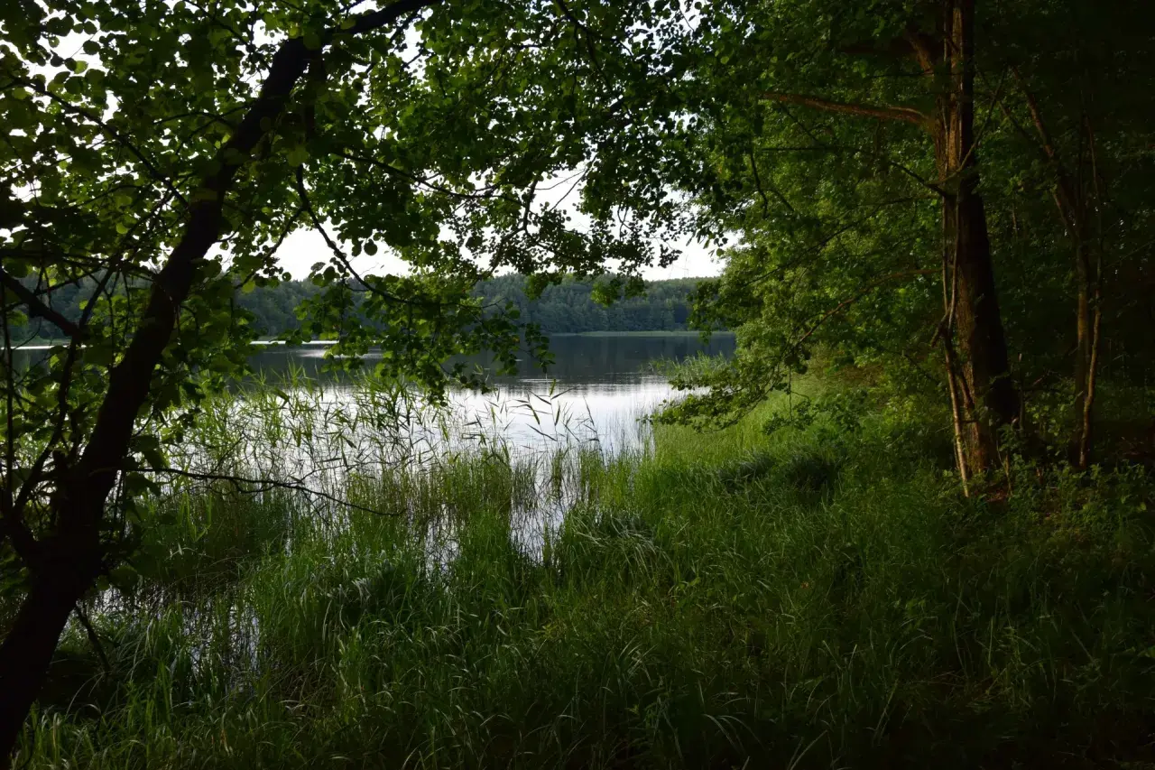 Spokojny widok na jezioro w rezerwacie przyrody Łężczok. Bujna zieleń traw i drzew otacza taflę wody.