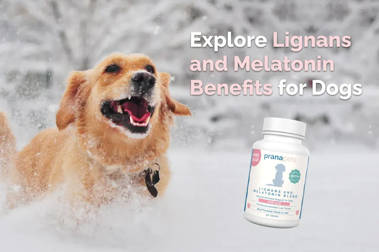 Perro feliz jugando en la nieve. A su lado, un frasco de suplemento "pienso libra light" para perros.