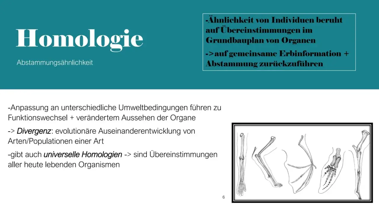Vergleich von Gliedmaßen verschiedener Tiere, die auf gemeinsame analoge Organe und Abstammung hinweisen.