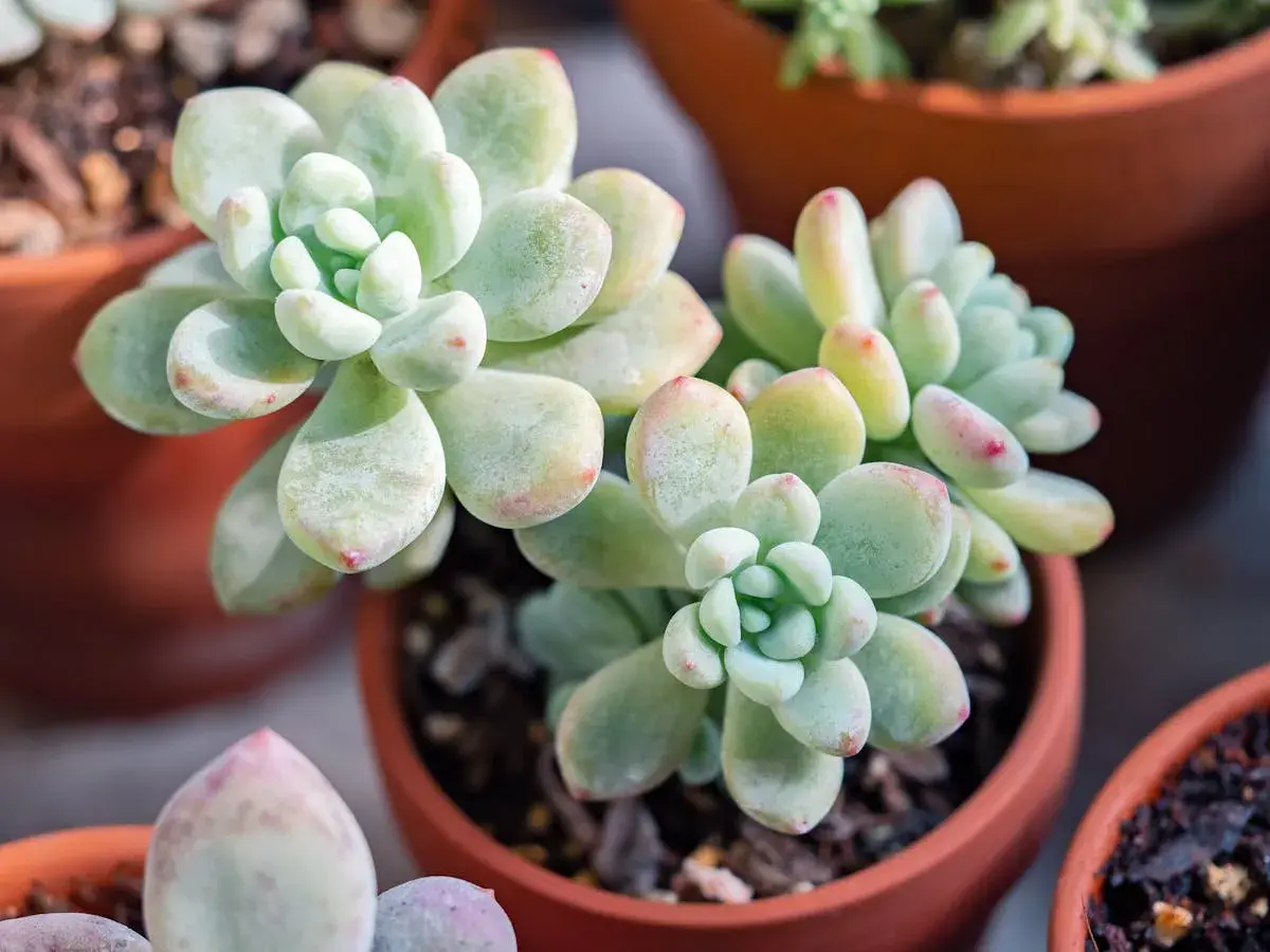 Plante sedum aux feuilles charnues, d'un vert pâle teinté de rose, dans des pots en terre cuite.
