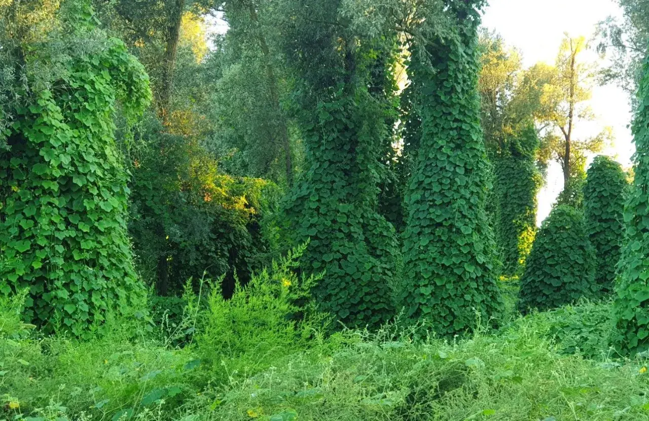 Kudzu na co? Na drzewa, które zamieniły się w zielone kolumny. Wszechobecna roślina tworzy gęsty, bujny dywan.