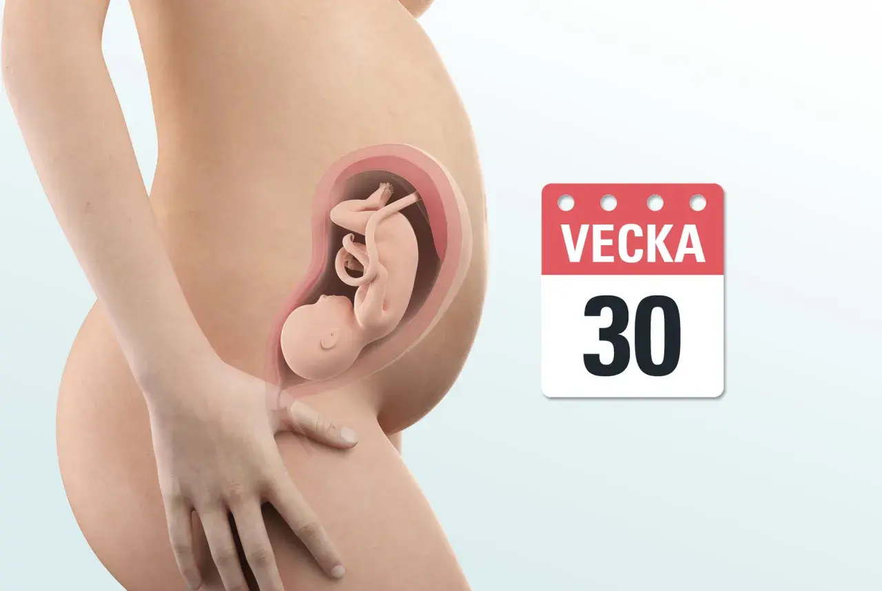 Gravid vecka 30. En illustration visar ett foster i livmodern, med en kalender som visar "Vecka 30".