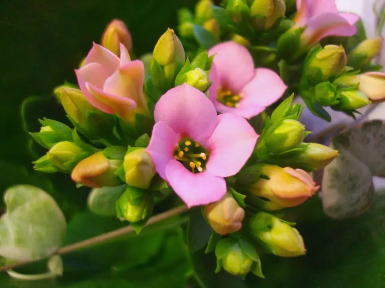 En vacker kalanchoe blomma med rosa kronblad och gula ståndare, omgiven av gröna blad och knoppar.
