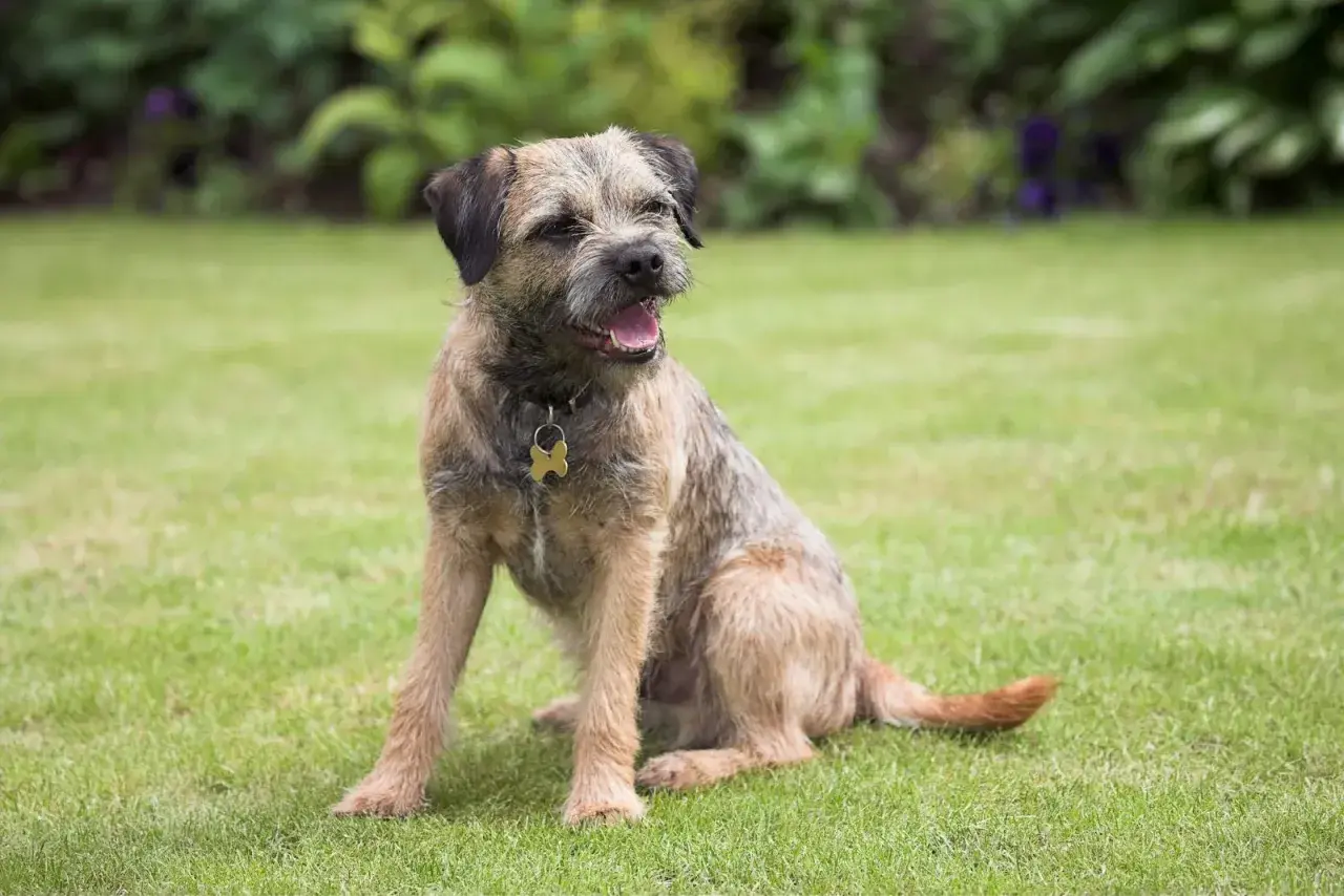 Ein fröhlicher Border Terrier sitzt im Gras und wartet auf sein nächstes Abenteuer.