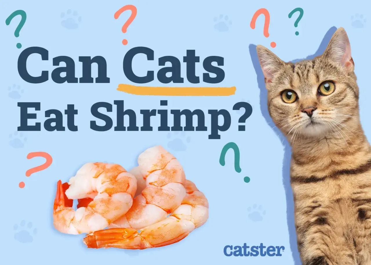 A tabby cat looks curiously at a pile of cooked shrimp, with the text "Can Cats Eat Shrimp?" prominently displayed.