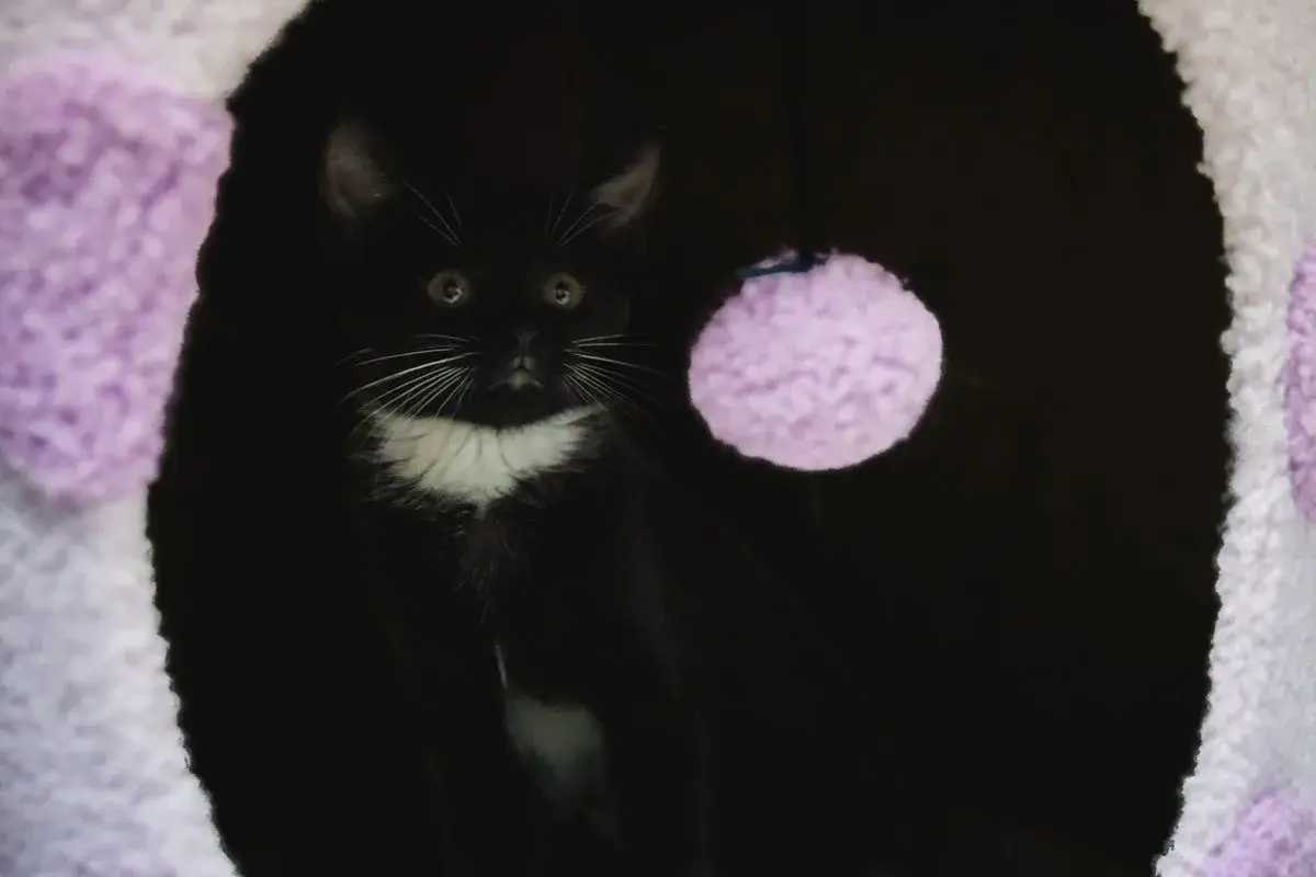 A black and white kitten peeks out from a dark den, a purple pom-pom toy nearby. This scene might evoke feelings of cat separation anxiety, as the kitten seems a bit wary.