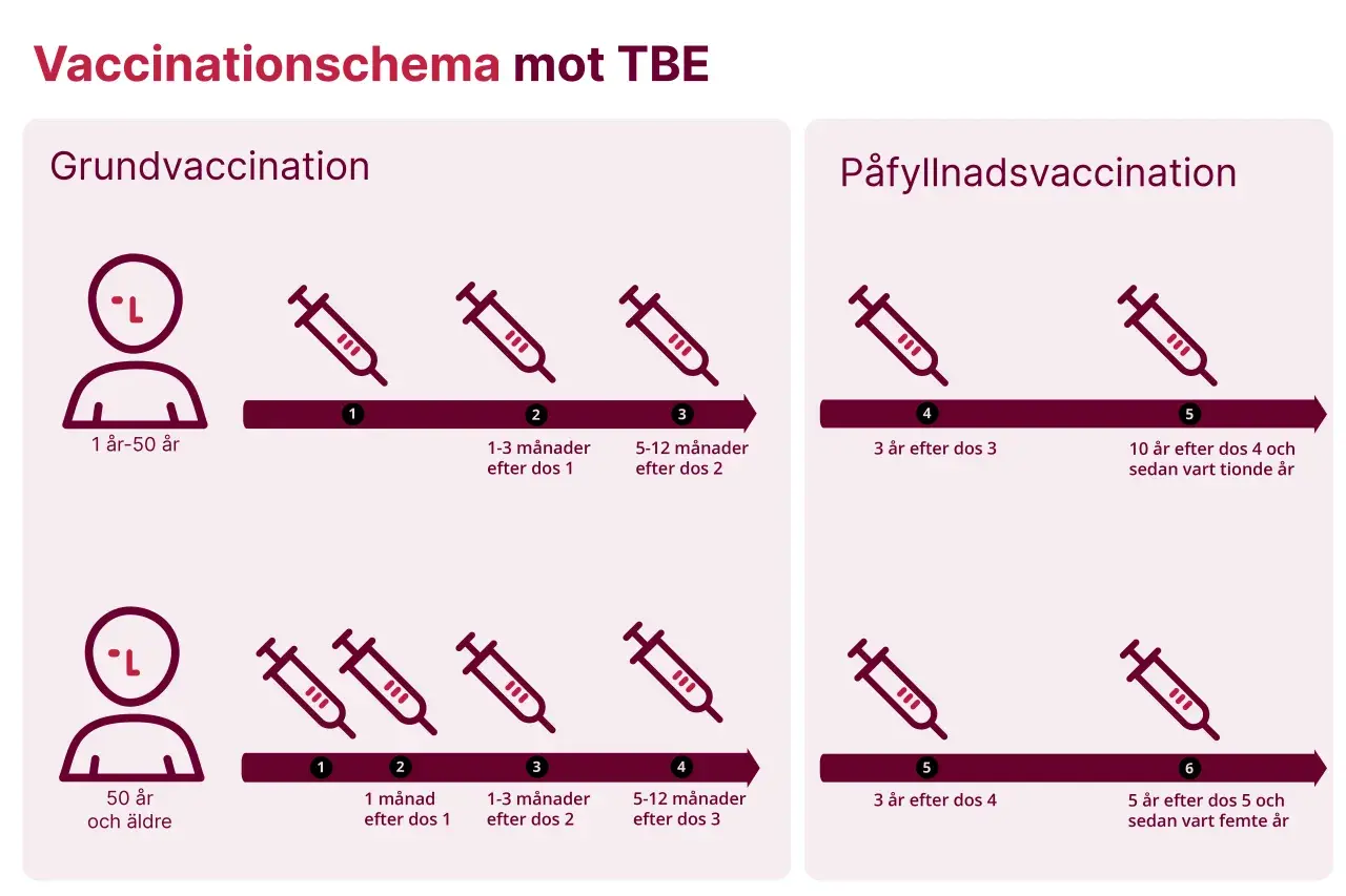 Schema för TBE-vaccination, grundvaccination och påfyllnad. Biverkningar tbe vaccin barn är inte specificerade, men schemat visar doser för barn från 1 år.