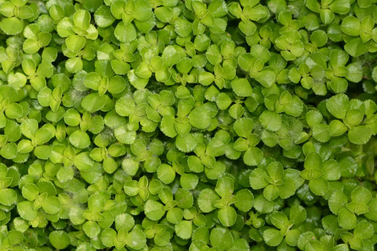 Gęsty dywanik drobnych, zielonych listków Pilea depressa tworzy soczystą, żywą powierzchnię.