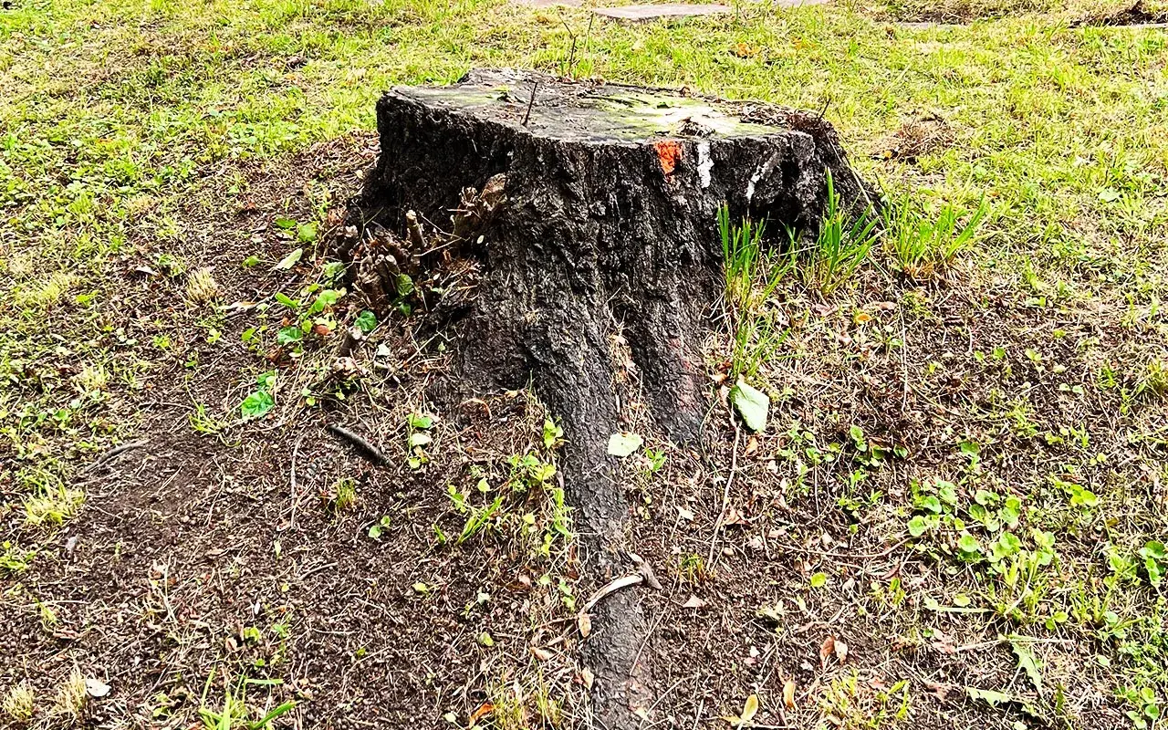 Gammal, mörk stubbe med synliga rötter i gräs och jord. Planerar att ta bort stubbe för att få en finare gräsmatta.