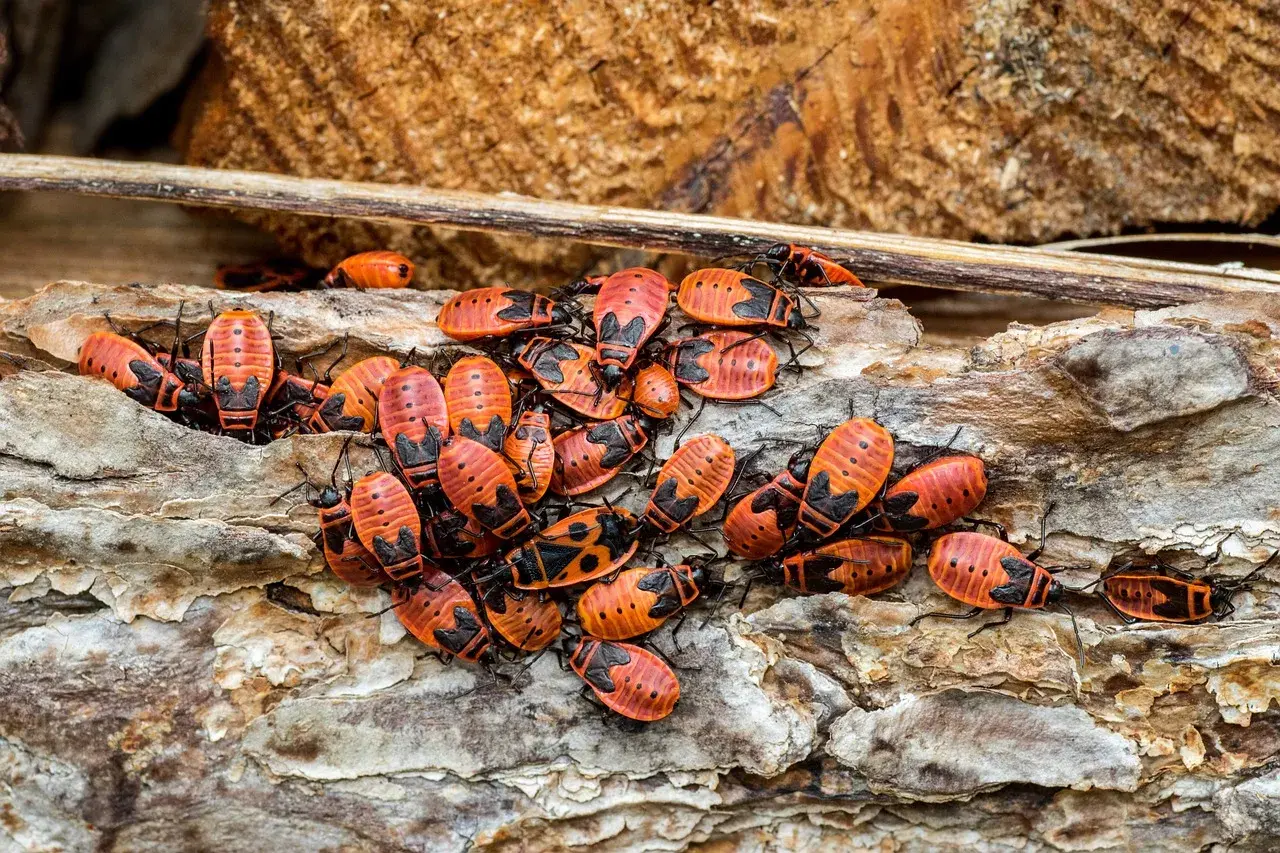 Eine Gruppe leuchtend roter Feuerwanzen krabbelt auf einem Stück Baumrinde im Garten.