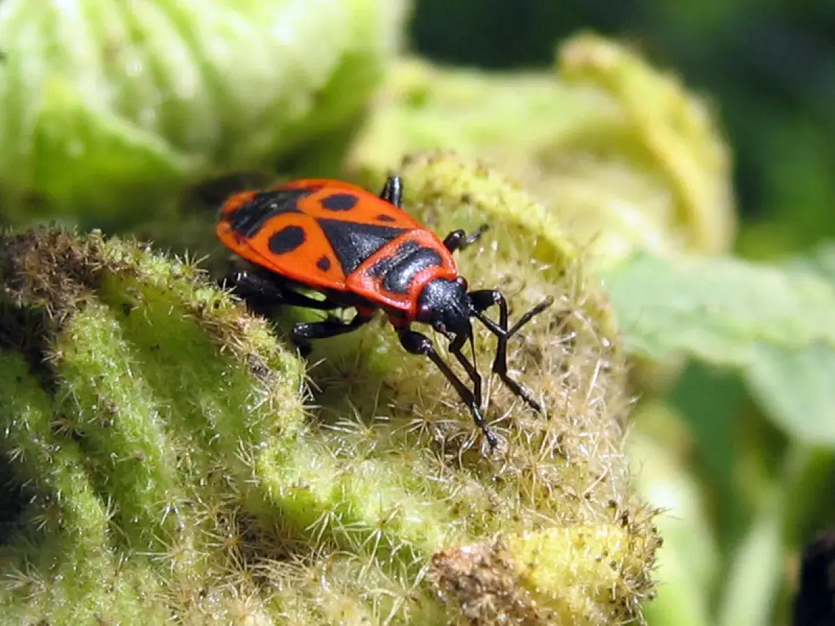 Un insecte gendarme, reconnaissable à sa carapace rouge et noire, se repose sur une plante verte et poilue.