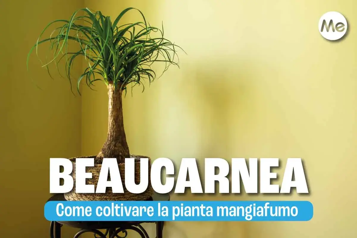Beaucarnea, la pianta mangiafumo, con il suo tronco bulboso e le lunghe foglie verdi, è facile da curare.
