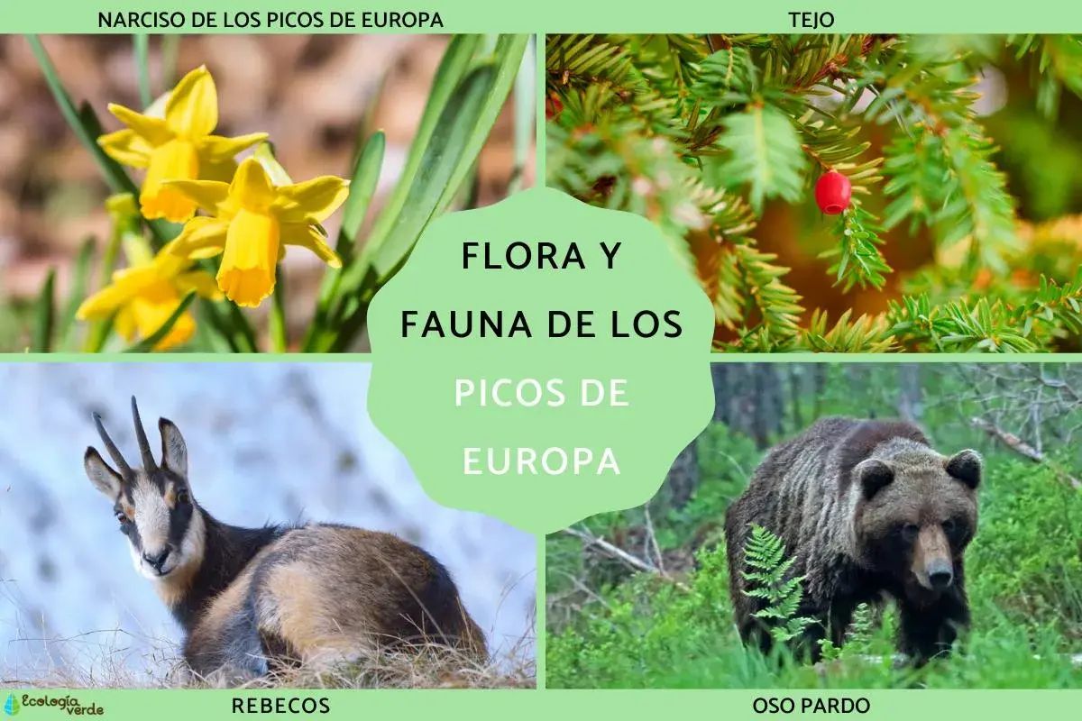 Narcisos amarillos, tejo con baya roja, rebeco y oso pardo, mostrando la flora y fauna de los Picos de Europa.