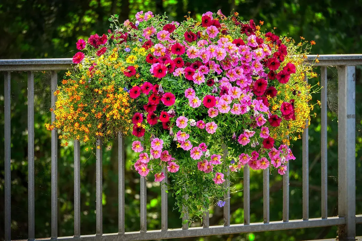Cesta colgante rebosante de vibrantes flores de verano en tonos rosa, fucsia y amarillo, adornando una barandilla metálica.