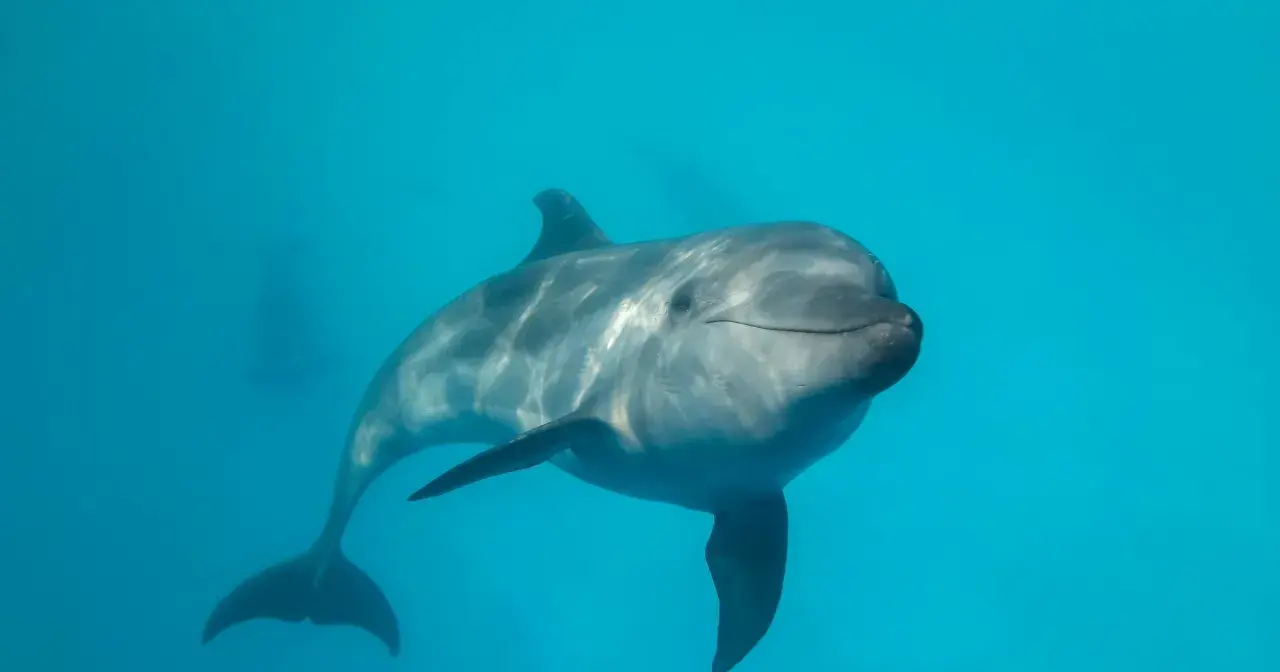 Uśmiechnięty delfin pływa w błękitnych wodach Bałtyku.