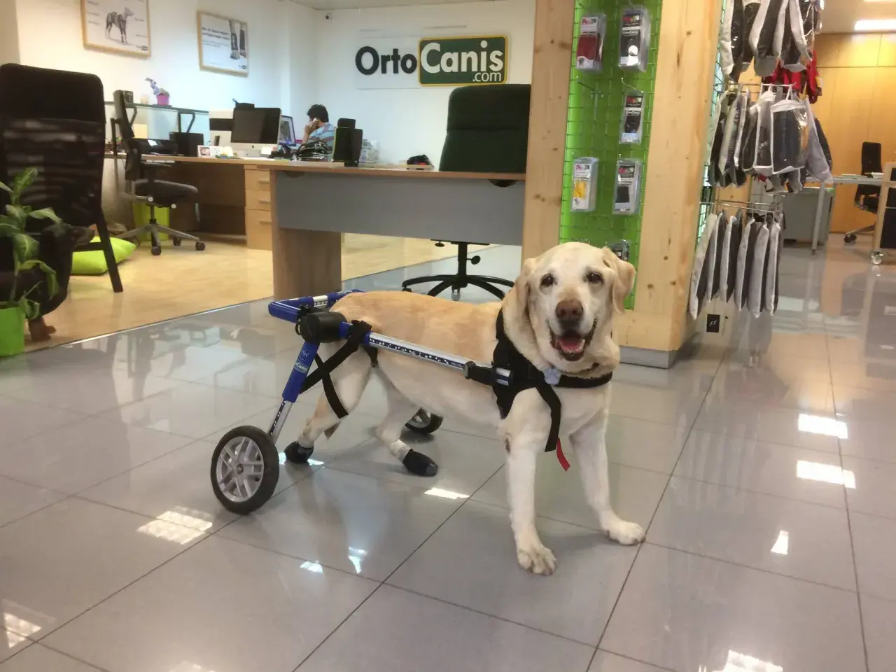 Labrador con silla de ruedas, recuperándose de una parálisis repentina. Su mirada es esperanzada.