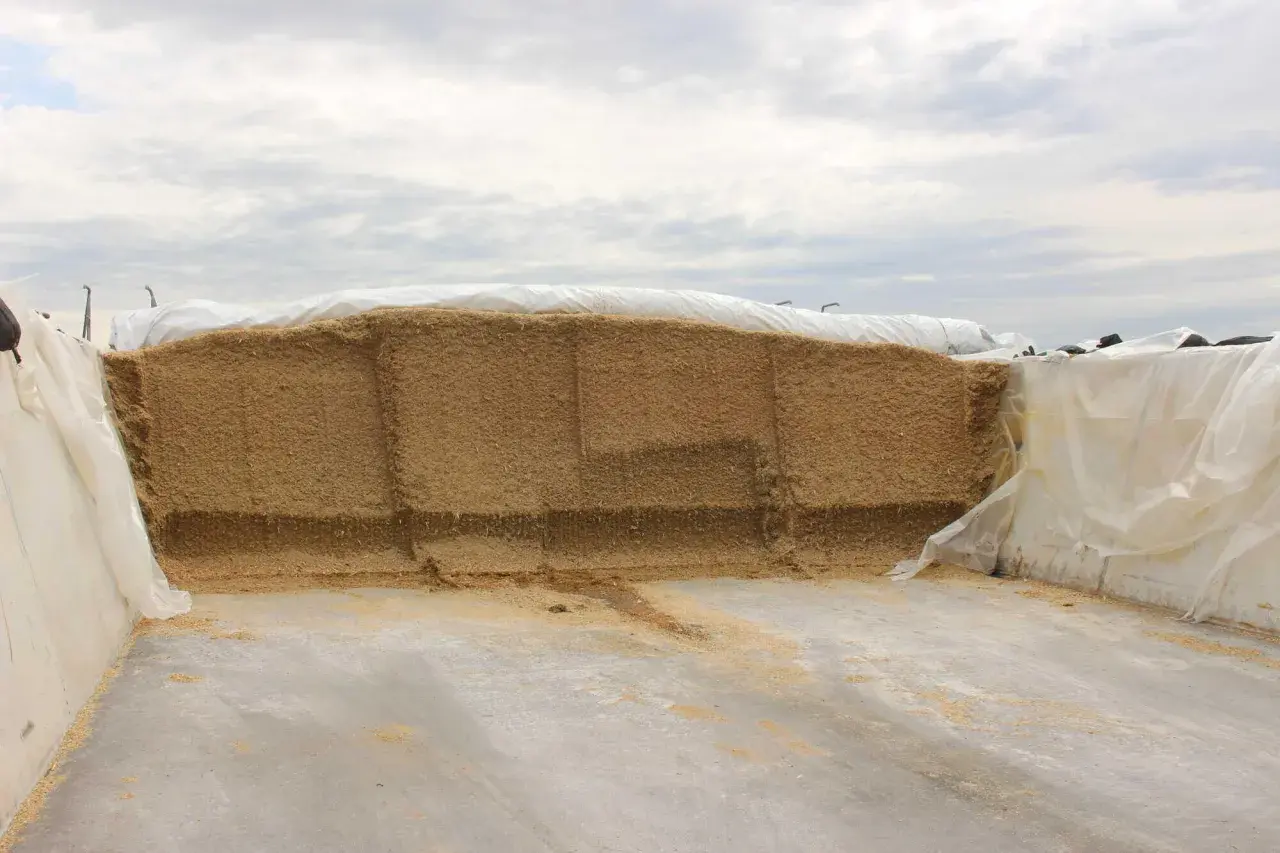 Großer Siloberg aus Futter, der mit weißer Folie zum Silo abdecken vorbereitet wird.