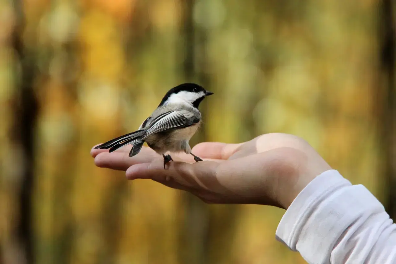 Un pájaro se posa en una mano abierta, un símbolo de paz y conexión con la naturaleza. Los pájaros significado espiritual nos recuerdan la libertad y la esperanza.