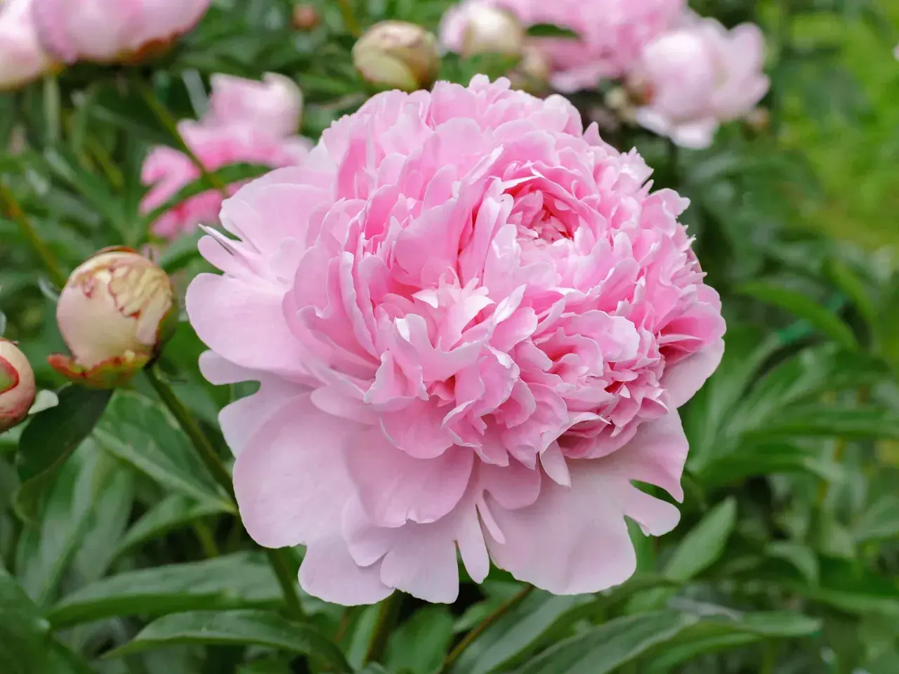 Un bocciolo di peonia rosa pallido si apre in un tripudio di petali soffici, mostrando il suo delicato color peonia.