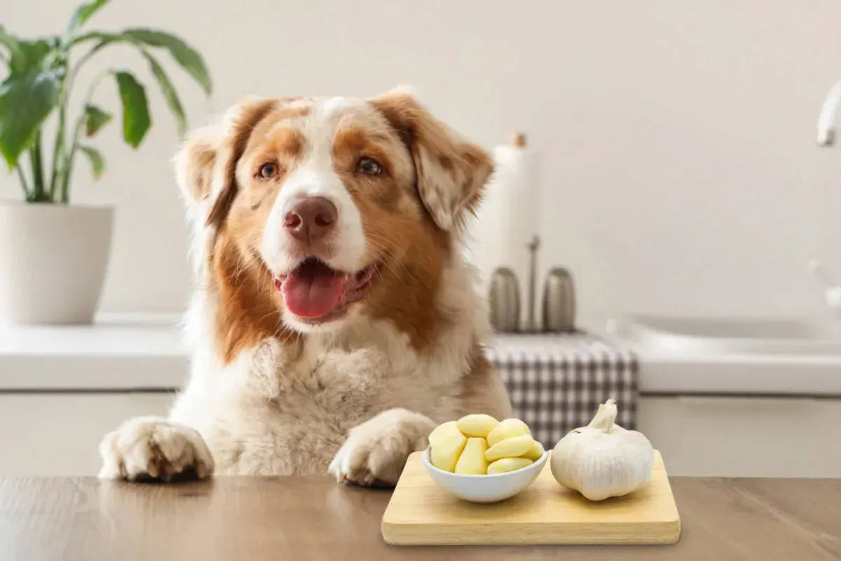 A dog looks curiously at a bowl of peeled garlic and a whole bulb, raising the question: is garlic bad for dogs?