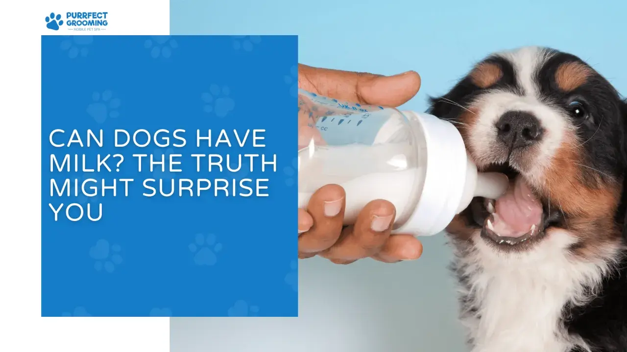 A Bernese Mountain Dog puppy drinks milk from a bottle, prompting the question: can dogs have milk?