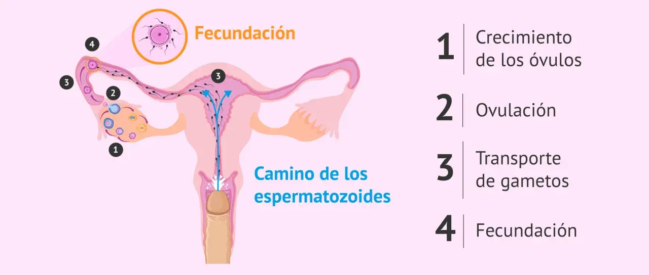 Ilustración del proceso de fecundación: crecimiento de óvulos, ovulación, transporte de gametos y la unión final.