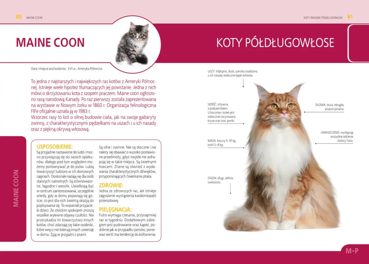 Urocze koty rasowe Maine Coon na sprzedaż, z charakterystycznym puszystym futrem i łagodnym usposobieniem.