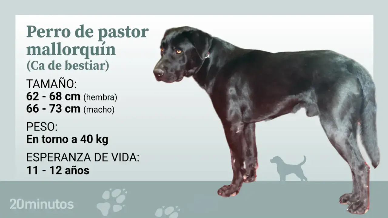 Perro de pastor mallorquín, un ca de bestiar negro y fuerte, con información sobre su tamaño, peso y esperanza de vida.