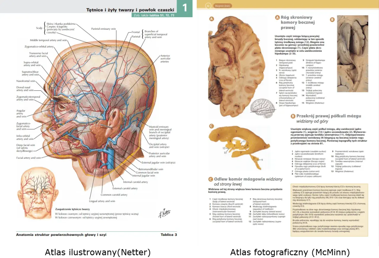 Anatomia człowieka po polsku: tętnice i żyły twarzy, powłok czaszki oraz przekroje mózgowia.