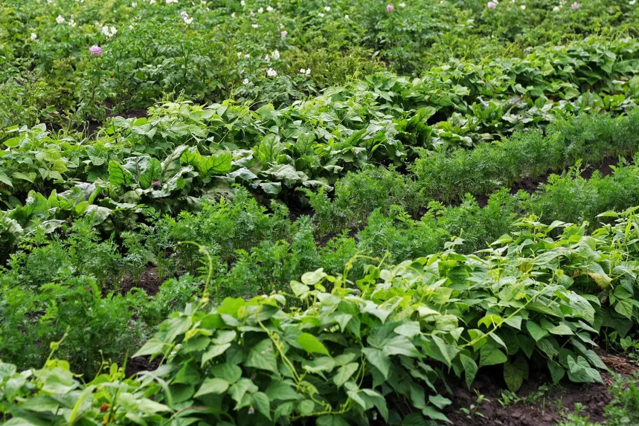Ein Feld mit verschiedenen Gemüsesorten. Im Vordergrund wachsen grüne Bohnen, dahinter Karotten und Rote Bete. Im Hintergrund sind Kartoffelpflanzen mit Blüten zu sehen.