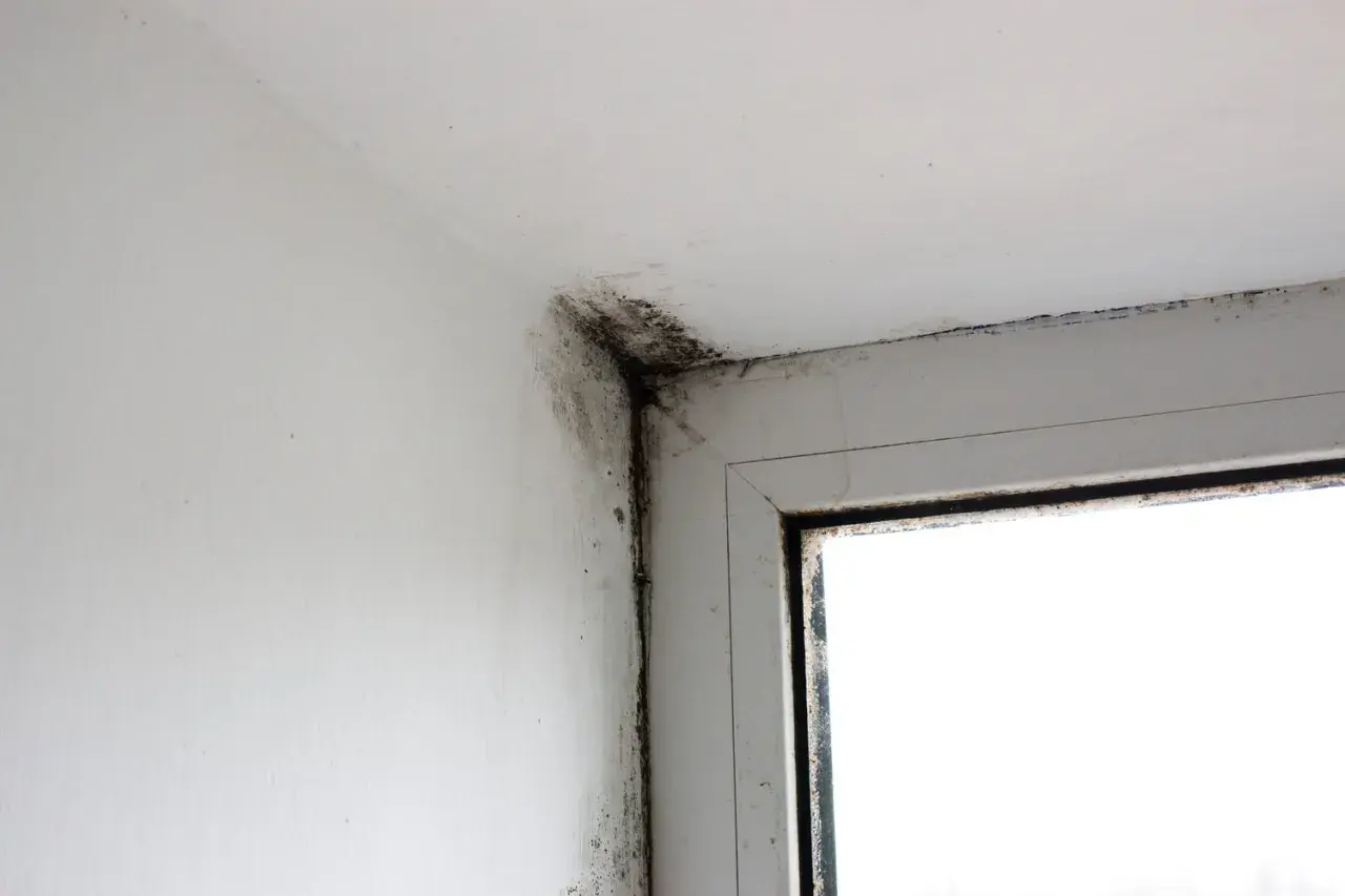Moisissure noire dans le coin d'une pièce, près d'une fenêtre. Une situation qui justifie une lettre pour quitter un logement insalubre.