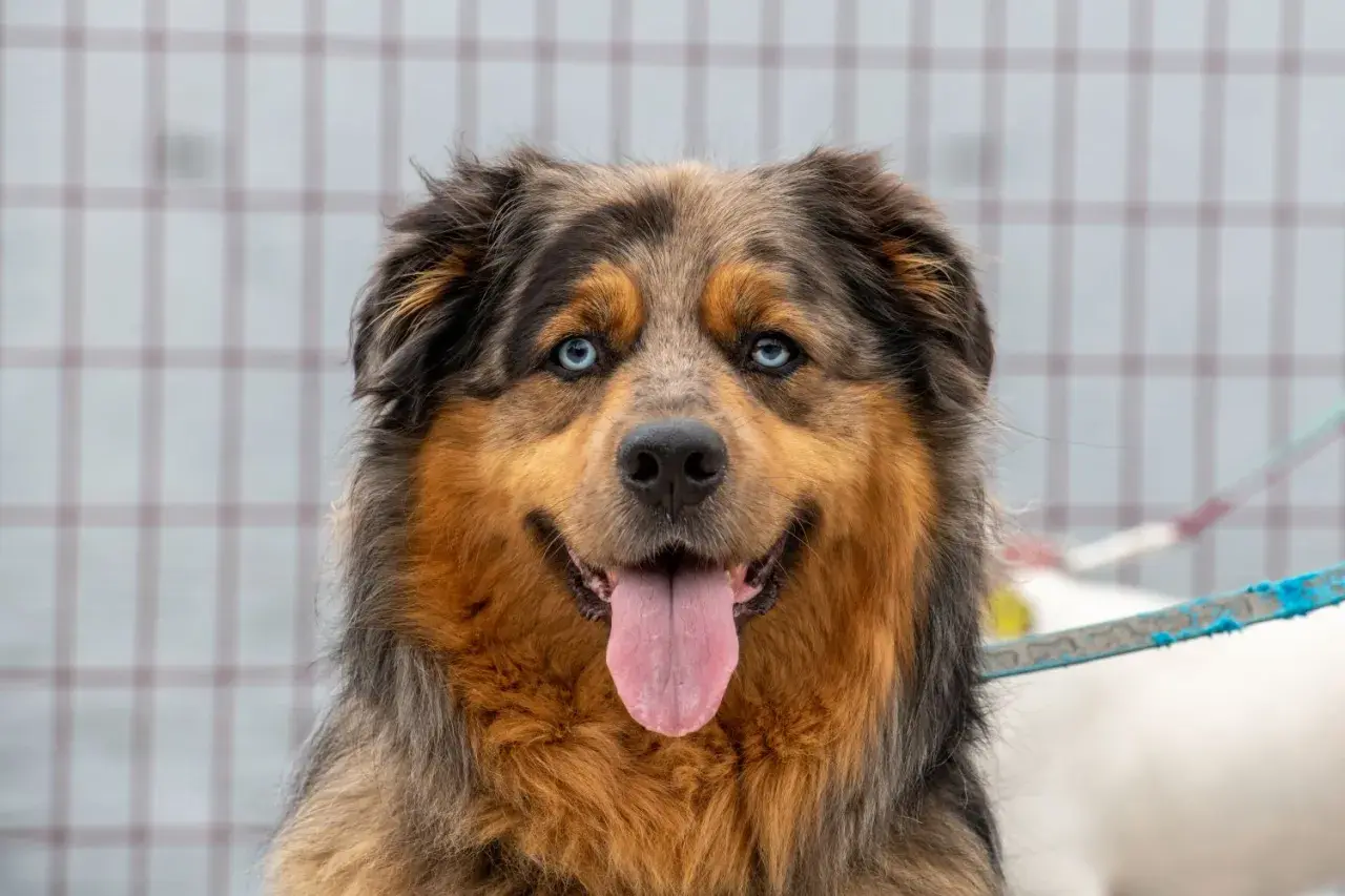 Ein freundlicher Australian Shepherd Malteser Mix mit leuchtend blauen Augen und heraushängender Zunge.