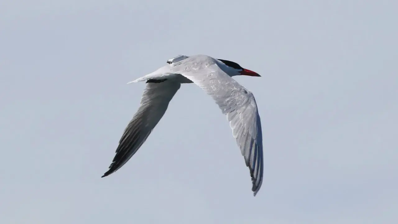 En fisktärna med röd näbb och svart hätta flyger mot himlen. Ett exempel på Sveriges fåglar.