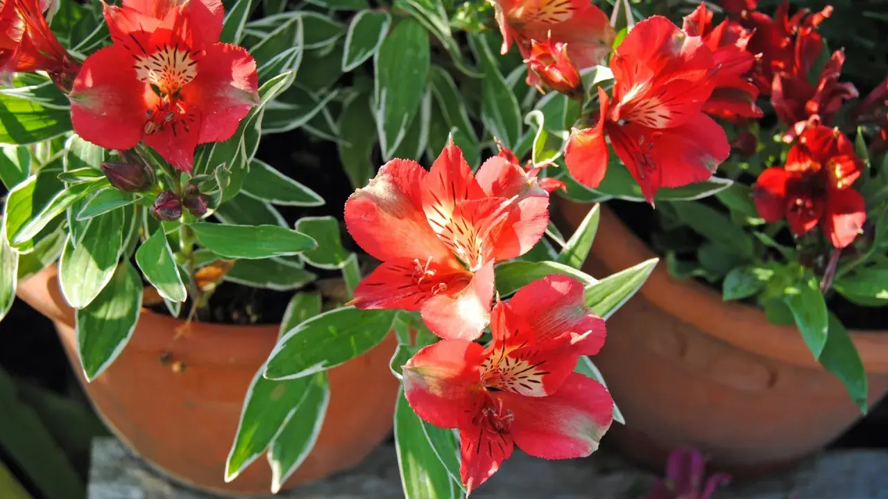 Leuchtend rote Alstroemeria blühen in Terrakotta-Töpfen. Diese winterhart blühenden Schönheiten bringen Farbe in jeden Garten.