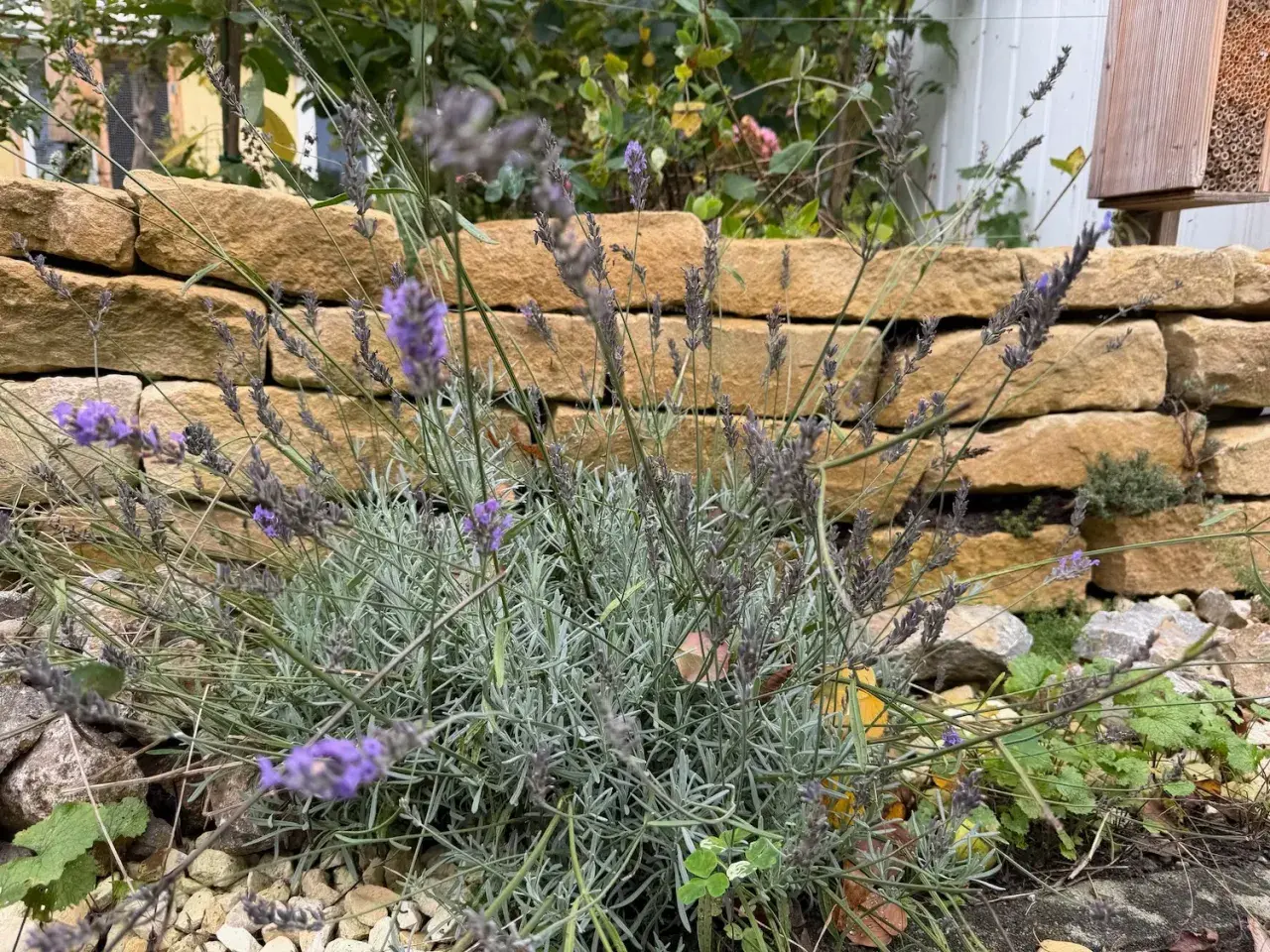 Lavendel schneiden für einen duftenden Garten. Die violetten Blüten vor der Steinmauer verströmen ihren Duft.