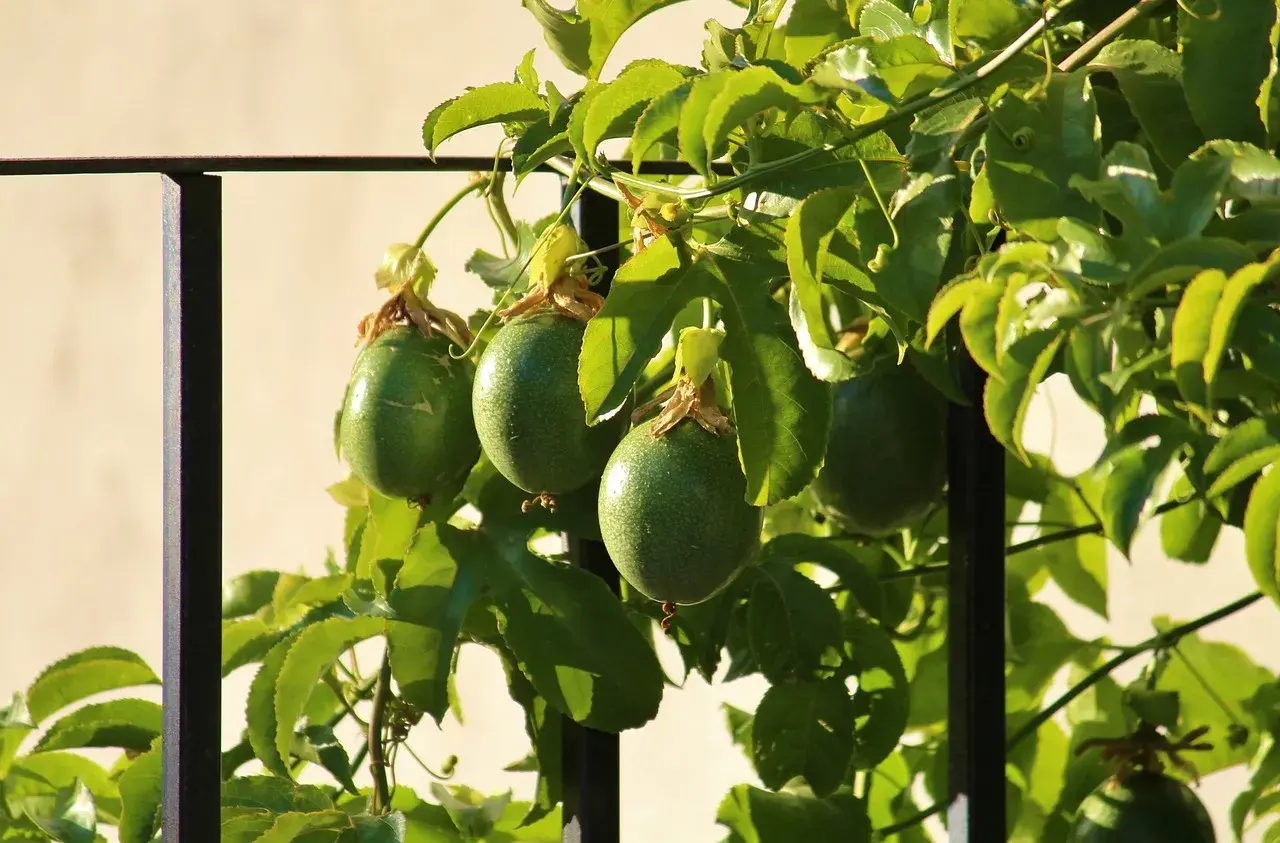 Grüne, unreife Früchte der Passionsfrucht Maracuja hängen an einem sonnenbeschienenen Strauch.