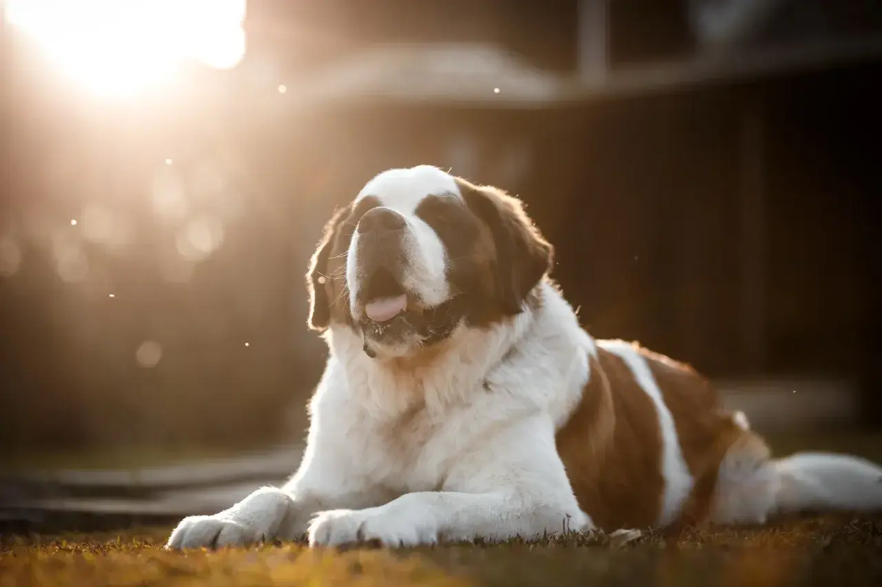 Ein Bernhardiner liegt im warmen Abendlicht. Die sanfte Bernhardiner Erziehung zahlt sich aus, denn der Hund wirkt entspannt und zufrieden.